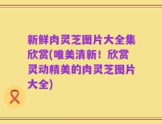 新鲜肉灵芝图片大全集欣赏(唯美清新！欣赏灵动精美的肉灵芝图片大全)