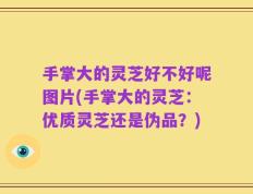 手掌大的灵芝好不好呢图片(手掌大的灵芝：优质灵芝还是伪品？)