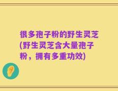 很多孢子粉的野生灵芝(野生灵芝含大量孢子粉，拥有多重功效)