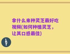 拿什么来种灵芝最好吃视频(如何种植灵芝，让其口感最佳)
