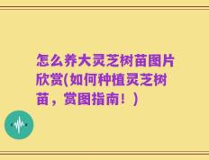 怎么养大灵芝树苗图片欣赏(如何种植灵芝树苗，赏图指南！)