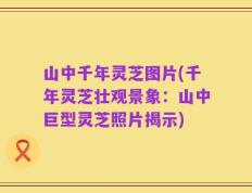 山中千年灵芝图片(千年灵芝壮观景象：山中巨型灵芝照片揭示)