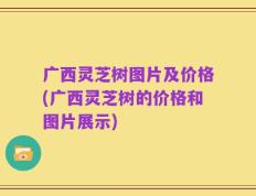 广西灵芝树图片及价格(广西灵芝树的价格和图片展示)