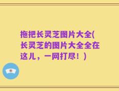 拖把长灵芝图片大全(长灵芝的图片大全全在这儿，一网打尽！)