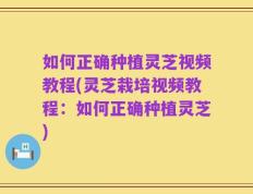 如何正确种植灵芝视频教程(灵芝栽培视频教程：如何正确种植灵芝)
