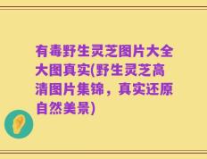 有毒野生灵芝图片大全大图真实(野生灵芝高清图片集锦，真实还原自然美景)