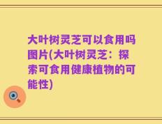 大叶树灵芝可以食用吗图片(大叶树灵芝：探索可食用健康植物的可能性)