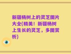 新疆杨树上的灵芝图片大全(精美！新疆杨树上生长的灵芝，多图赏析)