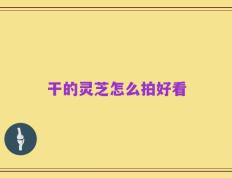干的灵芝怎么拍好看