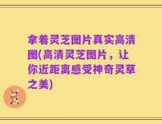 拿着灵芝图片真实高清图(高清灵芝图片，让你近距离感受神奇灵草之美)