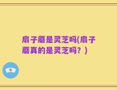 扇子蘑是灵芝吗(扇子蘑真的是灵芝吗？)