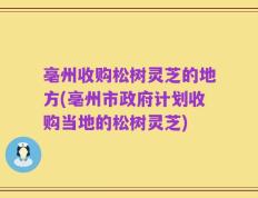 亳州收购松树灵芝的地方(亳州市政府计划收购当地的松树灵芝)