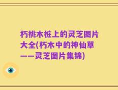 朽桃木桩上的灵芝图片大全(朽木中的神仙草——灵芝图片集锦)