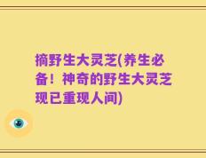 摘野生大灵芝(养生必备！神奇的野生大灵芝现已重现人间)