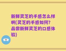 新鲜灵芝的手感怎么样啊(灵芝的手感如何？品尝新鲜灵芝的口感体验)