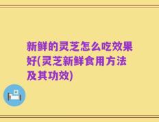新鲜的灵芝怎么吃效果好(灵芝新鲜食用方法及其功效)