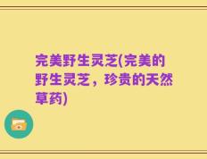 完美野生灵芝(完美的野生灵芝，珍贵的天然草药)