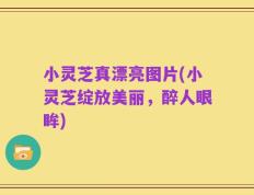 小灵芝真漂亮图片(小灵芝绽放美丽，醉人眼眸)