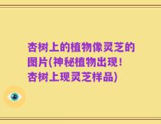 杏树上的植物像灵芝的图片(神秘植物出现！杏树上现灵芝样品)