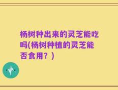 杨树种出来的灵芝能吃吗(杨树种植的灵芝能否食用？)