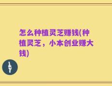 怎么种植灵芝赚钱(种植灵芝，小本创业赚大钱)