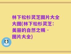 林下松杉灵芝图片大全大图(林下松杉灵芝：美丽的自然之赐 - 图片大全)