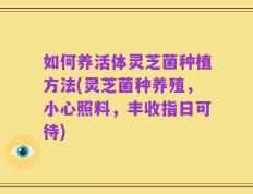 如何养活体灵芝菌种植方法(灵芝菌种养殖，小心照料，丰收指日可待)