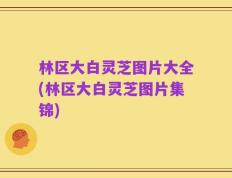 林区大白灵芝图片大全(林区大白灵芝图片集锦)