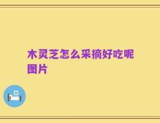 木灵芝怎么采摘好吃呢图片