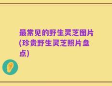 最常见的野生灵芝图片(珍贵野生灵芝照片盘点)