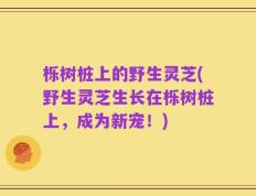 栎树桩上的野生灵芝(野生灵芝生长在栎树桩上，成为新宠！)