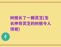 树根长了一颗灵芝(生长神奇灵芝的树根令人惊艳)