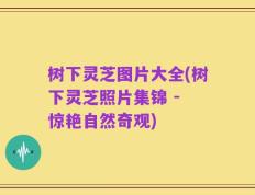 树下灵芝图片大全(树下灵芝照片集锦 - 惊艳自然奇观)