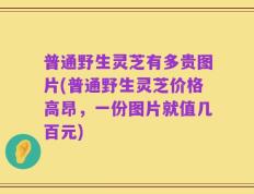 普通野生灵芝有多贵图片(普通野生灵芝价格高昂，一份图片就值几百元)