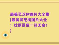 最美灵芝树图片大全集(最美灵芝树图片大全：壮丽景色一览无余！)