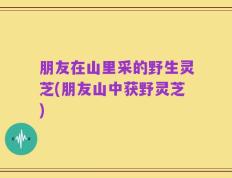 朋友在山里采的野生灵芝(朋友山中获野灵芝)