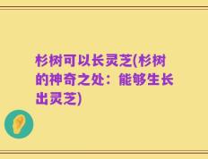 杉树可以长灵芝(杉树的神奇之处：能够生长出灵芝)