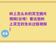 树上怎么长的灵芝图片视频(壮观！看这张树上灵芝的生长过程视频)