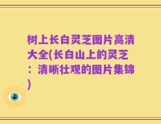 树上长白灵芝图片高清大全(长白山上的灵芝：清晰壮观的图片集锦)