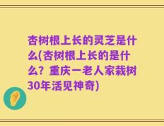 杏树根上长的灵芝是什么(杏树根上长的是什么？重庆一老人家栽树30年活见神奇)