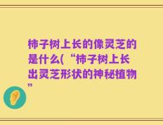 柿子树上长的像灵芝的是什么(“柿子树上长出灵芝形状的神秘植物”