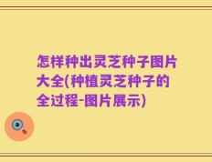 怎样种出灵芝种子图片大全(种植灵芝种子的全过程-图片展示)