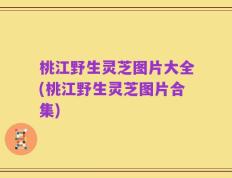 桃江野生灵芝图片大全(桃江野生灵芝图片合集)
