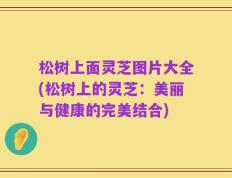 松树上面灵芝图片大全(松树上的灵芝：美丽与健康的完美结合)