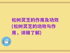 松树灵芝的作用及功效(松树灵芝的功效与作用，详细了解)