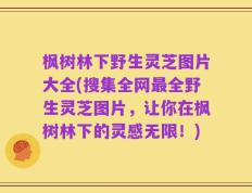 枫树林下野生灵芝图片大全(搜集全网最全野生灵芝图片，让你在枫树林下的灵感无限！)