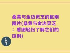 桑黄与金边灵芝的区别图片(桑黄与金边灵芝：看图轻松了解它们的区别)