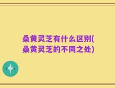 桑黄灵芝有什么区别(桑黄灵芝的不同之处)
