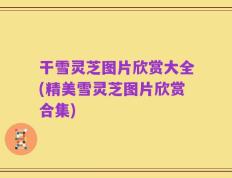 干雪灵芝图片欣赏大全(精美雪灵芝图片欣赏合集)