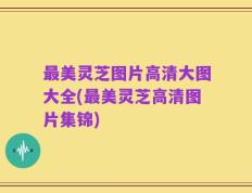 最美灵芝图片高清大图大全(最美灵芝高清图片集锦)